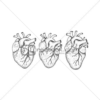 Three Human Hearts Dotwork