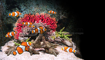 Sea corals and clown fish