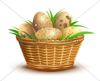 Quail eggs full wicker basket