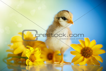 little chick with daisies