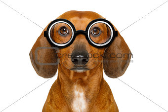 dumb nerd silly dachshund