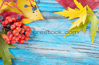 Autumn background with berries