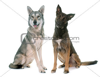 saarloos dog and malinois