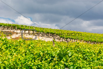 Vineyard in Sicily
