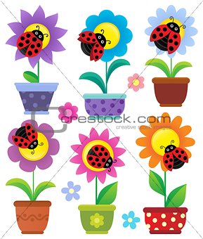 Flowerpots with flowers and ladybugs