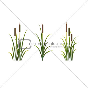 Reeds vector isolated set. Rush on white background