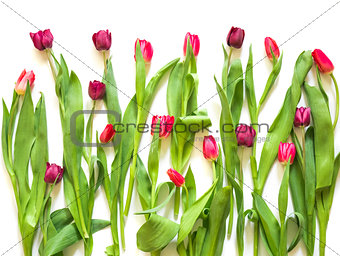 many red rose purple tulips on white background