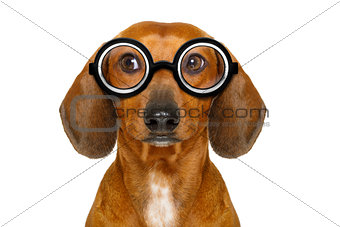 dumb nerd silly dachshund
