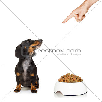 healthy dog with food bowl and owner