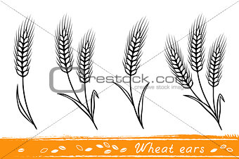 set of wheat ears