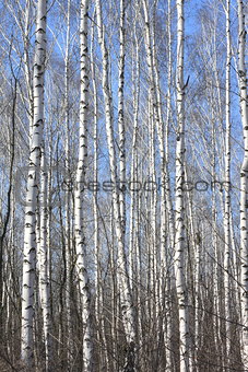Trunks of birch trees against blue sky