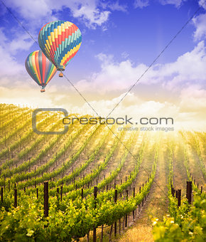 Hot Air Balloons Flying Above Beautiful Green Grape Vineyard