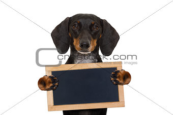 dachshund sausage dog banner