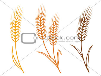 colorful wheat