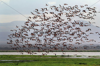 Large flock of flamingos in the Amboseli National Park. Kenya