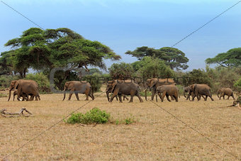 Elephants in Amboseli national park