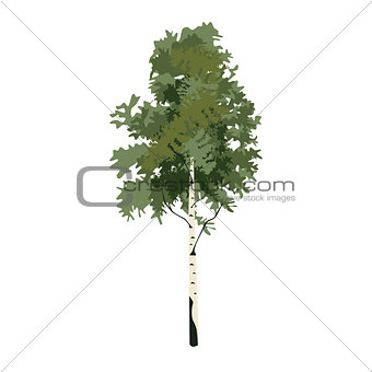 Tree birch clip art