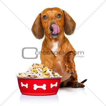 hungry sausage dachshund dog