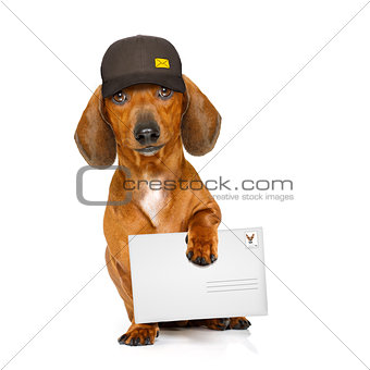 post delivery  dachshund  sausage dog
