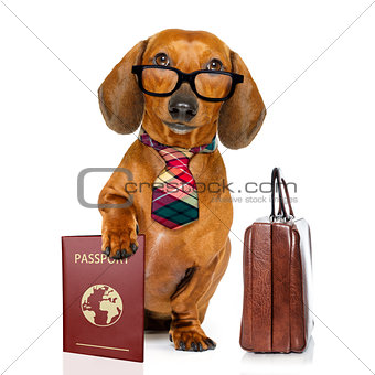 dachshund sausage dog on business trip