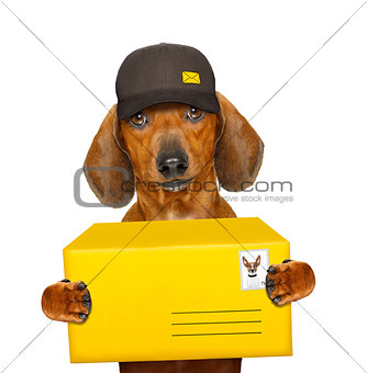 post delivery  dachshund  sausage dog