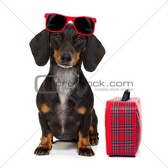 dachshund sausage dog on vacation 