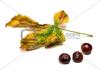 Dry autumn leaf and three seeds of chestnut