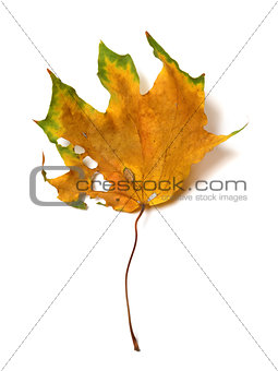 Autumn dried multicolor maple leaf with holes