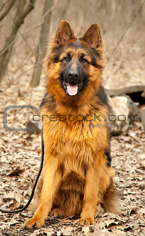 Long-haired German Shepherd dog close up