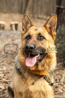 Young german shepherd close up portrait