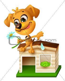Funny yellow puppy sitting on doghouse and tearing off petal of chamomile