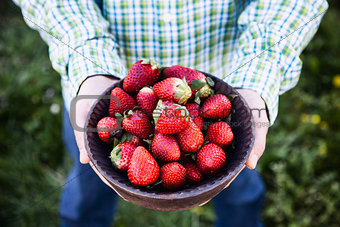 Fresh strawberries in farmer's hands