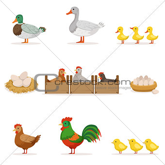 Farm Birds Grown For Meat and For Laying Eggs, Organic Farming Series Of Vector Illustrations With Animals