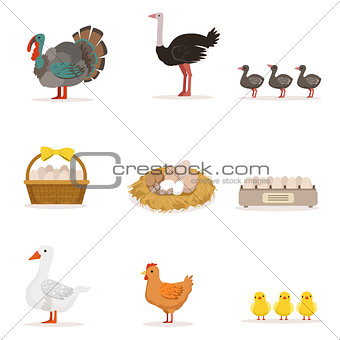 Farm Birds Grown For Meat and For Laying Eggs, Organic Farming Set Of Vector Illustrations With Animals