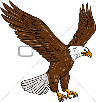 Bald Eagle Flying Drawing
