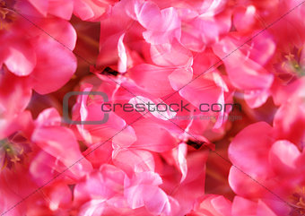 Bright photo of pink tulips