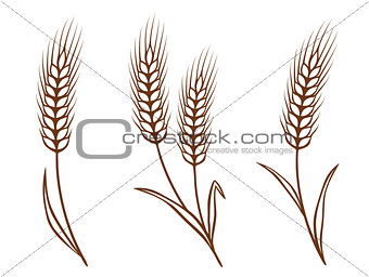 isolated wheat ears set