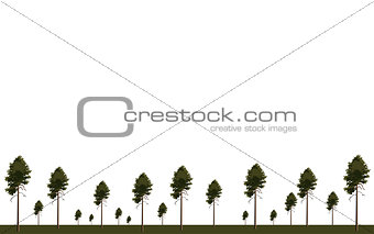 Wallpaper tree pine background