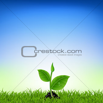Green Grass With Young Plant