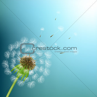 Dandelion