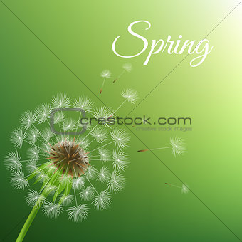 Dandelion And Spring Background
