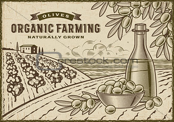 Olive Organic Farming Landscape