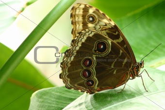 buckeye butterfly