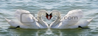 swan heart