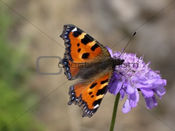 Butterfly (aglais urticae)