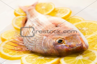 Dorado on a lemon