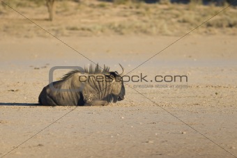 Black Wildebeest resting