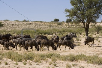 Wildebeest Lunchtime