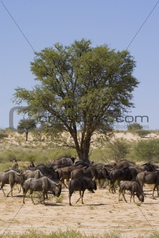 Wildebeest Lunchtime
