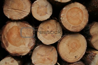 Lumbers in crosscut
